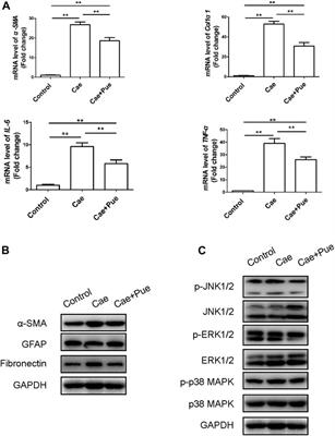 Puerarin Ameliorates Caerulein-Induced Chronic Pancreatitis via Inhibition of MAPK Signaling Pathway